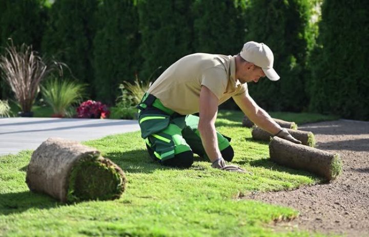 Natural Grass Turfs Rolling Over Inside Residential Backyard. Landscaping Industry Job.